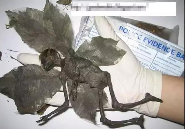 考古发现长翅膀的人形怪物 竟是未知物种(图3)