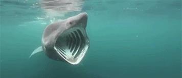 世界上最温顺的鲨鱼，每天靠喝海水为生，却被人类逼到濒危！(图2)